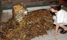Foto de la galería: Casas de los pajaros (Guira oga)