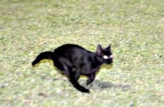 Foto de la galería: Crucero del Norte 2-Aldosivi de Mar del Plata 1