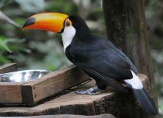 Sixto Fotografías. Sociedad. Iguazú - Casas de los pajaros (Guira oga)