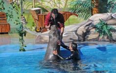 Foto de la galería: San Clemente del Tuyú: Mundo Marino y Playa!!!