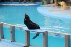 Foto de la galería: San Clemente del Tuyú: Mundo Marino y Playa!!!
