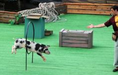 Foto de la galería: San Clemente del Tuyú: Mundo Marino y Playa!!!