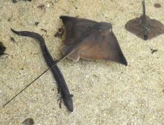 Foto de la galería: San Clemente del Tuyú: Mundo Marino y Playa!!!