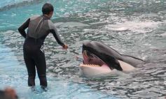 Foto de la galería: San Clemente del Tuyú: Mundo Marino y Playa!!!