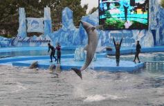 Foto de la galería: San Clemente del Tuyú: Mundo Marino y Playa!!!