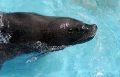 Foto de la galería: San Clemente del Tuyú: Mundo Marino y Playa!!!