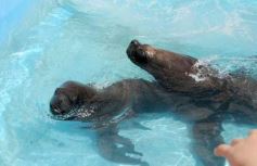 Foto de la galería: San Clemente del Tuyú: Mundo Marino y Playa!!!