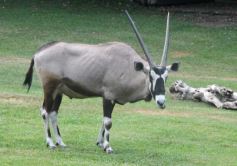Foto de la galería: Parque Temaikén en Escobar provincia de Buenos Aires