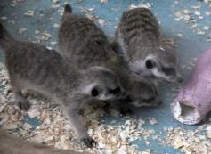 Foto de la galería: Parque Temaikén en Escobar provincia de Buenos Aires