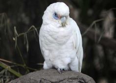 Foto de la galería: Parque Temaikén en Escobar provincia de Buenos Aires