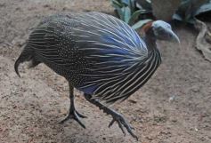 Foto de la galería: Parque Temaikén en Escobar provincia de Buenos Aires