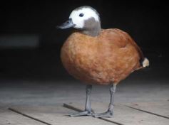 Foto de la galería: Parque Temaikén en Escobar provincia de Buenos Aires