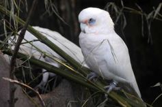 Foto de la galería: Parque Temaikén en Escobar provincia de Buenos Aires