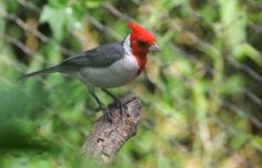 Foto de la galería: Parque Temaikén en Escobar provincia de Buenos Aires