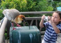 Foto de la galería: Parque Temaikén en Escobar provincia de Buenos Aires