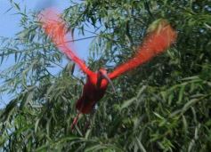 Foto de la galería: Parque Temaikén en Escobar provincia de Buenos Aires