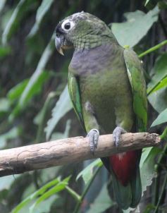 Foto de la galería: Parque Temaikén en Escobar provincia de Buenos Aires