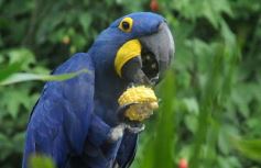 Foto de la galería: Parque Temaikén en Escobar provincia de Buenos Aires