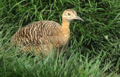 Foto de la galería: Parque Temaikén en Escobar provincia de Buenos Aires