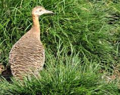 Foto de la galería: Parque Temaikén en Escobar provincia de Buenos Aires