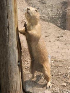Foto de la galería: Parque Temaikén en Escobar provincia de Buenos Aires