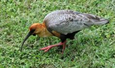 Foto de la galería: Parque Temaikén en Escobar provincia de Buenos Aires