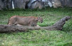 Foto de la galería: Parque Temaikén en Escobar provincia de Buenos Aires