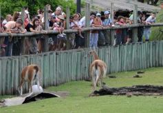 Foto de la galería: Parque Temaikén en Escobar provincia de Buenos Aires