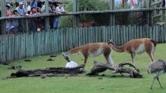 Foto de la galería: Parque Temaikén en Escobar provincia de Buenos Aires