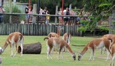 Foto de la galería: Parque Temaikén en Escobar provincia de Buenos Aires