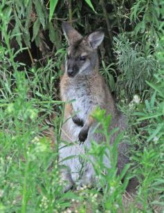 Foto de la galería: Parque Temaikén en Escobar provincia de Buenos Aires