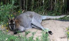 Foto de la galería: Parque Temaikén en Escobar provincia de Buenos Aires