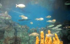 Foto de la galería: Parque Temaikén en Escobar provincia de Buenos Aires