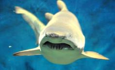 Foto de la galería: Parque Temaikén en Escobar provincia de Buenos Aires