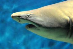 Foto de la galería: Parque Temaikén en Escobar provincia de Buenos Aires