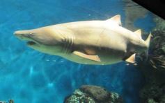 Foto de la galería: Parque Temaikén en Escobar provincia de Buenos Aires