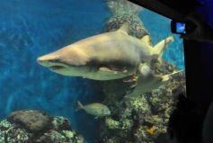 Foto de la galería: Parque Temaikén en Escobar provincia de Buenos Aires