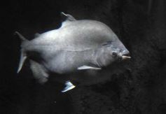 Foto de la galería: Parque Temaikén en Escobar provincia de Buenos Aires