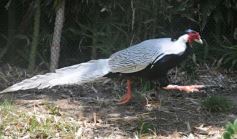 Foto de la galería: Parque Temaikén en Escobar provincia de Buenos Aires