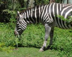 Foto de la galería: Parque Temaikén en Escobar provincia de Buenos Aires