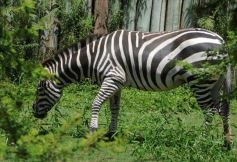 Foto de la galería: Parque Temaikén en Escobar provincia de Buenos Aires