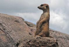 Foto de la galería: Parque Temaikén en Escobar provincia de Buenos Aires