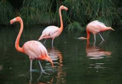 Foto de la galería: Parque Temaikén en Escobar provincia de Buenos Aires