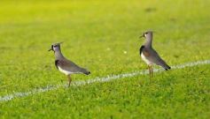 Foto de la galería: Crucero del Norte 0-Almirante Brown 2