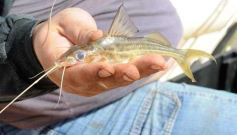 Foto de la galería: 42º edición del Club Pirá Pytá