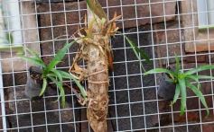 Foto de la galería: Parque Tematico Cruz de Santa Ana