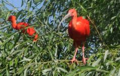 Sixto Fotografías. Sociedad. Varios - Parque Temaikén en Escobar provincia de Buenos Aires