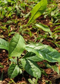 Foto de la galería: Empresarios y políticos debatieron sobre cómo consolidar la Ruta de la Yerba Mate
