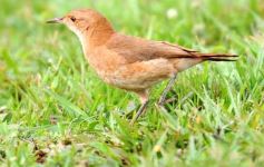 Foto de la galería: CAPRI fue el mejor en el seven que se hizo en Centro de Cazadores