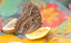 Foto de la galería: El Parque Temático de La Cruz, un lugar ideal para visitar en Semana Santa